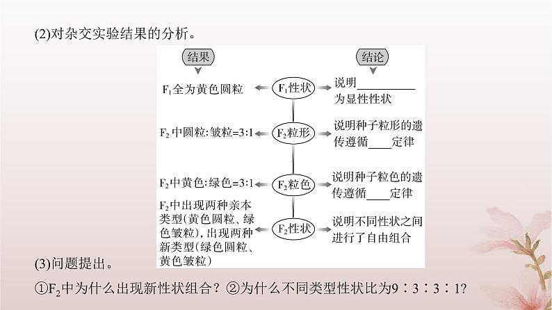 2024届高考生物一轮总复习第五单元遗传的基本规律第14讲基因的自由组合定律课件第4页