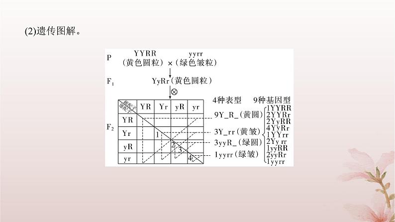 2024届高考生物一轮总复习第五单元遗传的基本规律第14讲基因的自由组合定律课件第6页