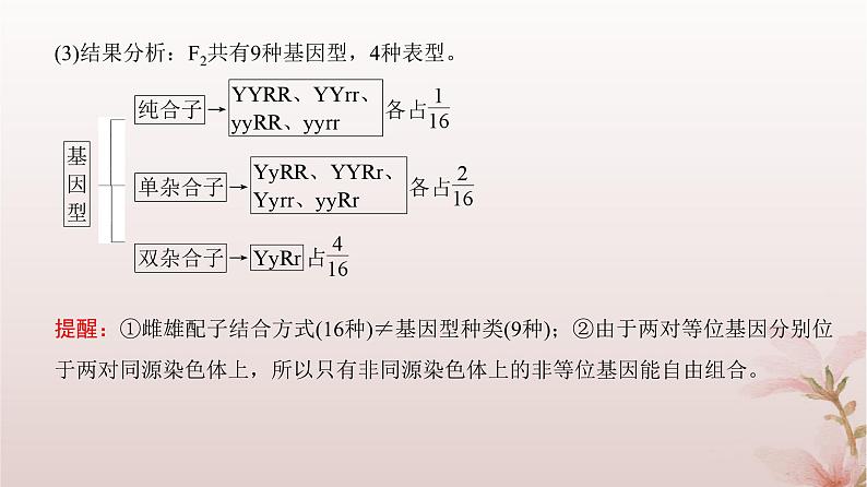 2024届高考生物一轮总复习第五单元遗传的基本规律第14讲基因的自由组合定律课件第7页