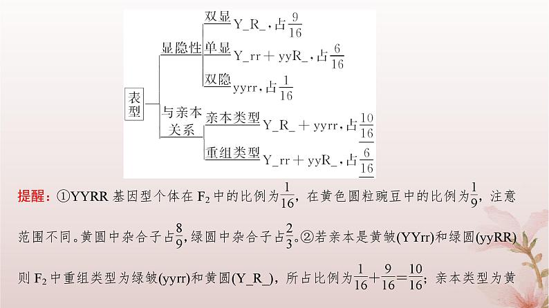 2024届高考生物一轮总复习第五单元遗传的基本规律第14讲基因的自由组合定律课件第8页