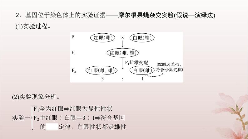 2024届高考生物一轮总复习第五单元遗传的基本规律第15讲伴性遗传和人类遗传参件课件PPT第4页