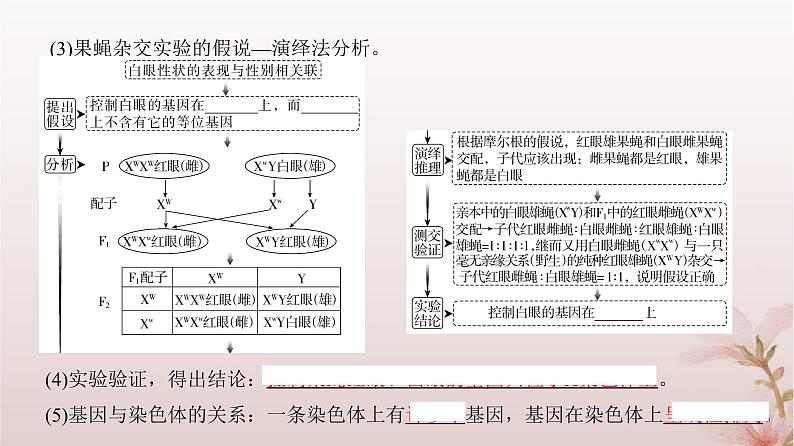 2024届高考生物一轮总复习第五单元遗传的基本规律第15讲伴性遗传和人类遗传参件课件PPT第5页