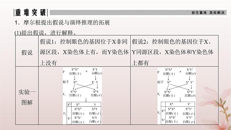 2024届高考生物一轮总复习第五单元遗传的基本规律第15讲伴性遗传和人类遗传参件课件PPT第6页