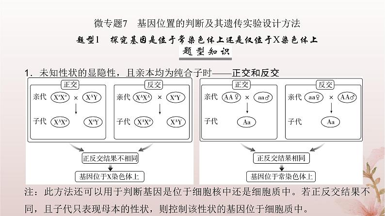 2024届高考生物一轮总复习第五单元遗传的基本规律微专题7基因位置的判断及其遗传实验设计方法课件02