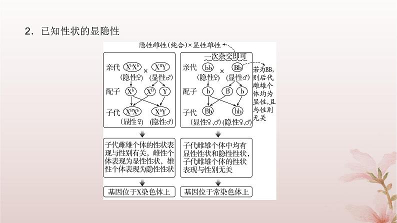 2024届高考生物一轮总复习第五单元遗传的基本规律微专题7基因位置的判断及其遗传实验设计方法课件03