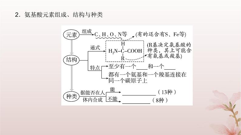 2024届高考生物一轮总复习第一单元细胞及组成细胞的分子第3讲蛋白质和核酸课件第4页