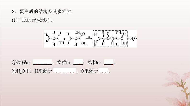 2024届高考生物一轮总复习第一单元细胞及组成细胞的分子第3讲蛋白质和核酸课件第5页