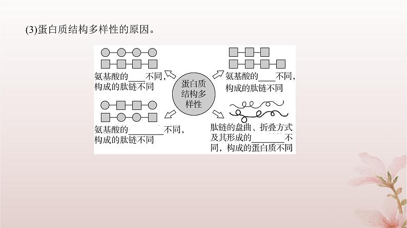 2024届高考生物一轮总复习第一单元细胞及组成细胞的分子第3讲蛋白质和核酸课件第7页