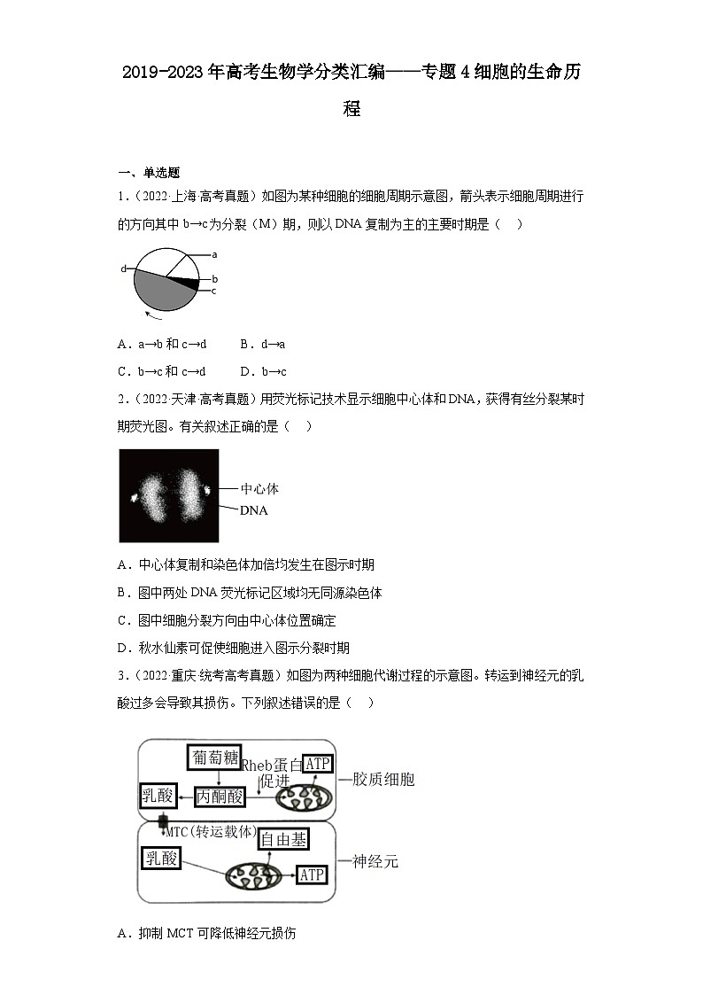 2019-2023年高考生物学分类汇编——专题4细胞的生命历程（原卷版）第1页
