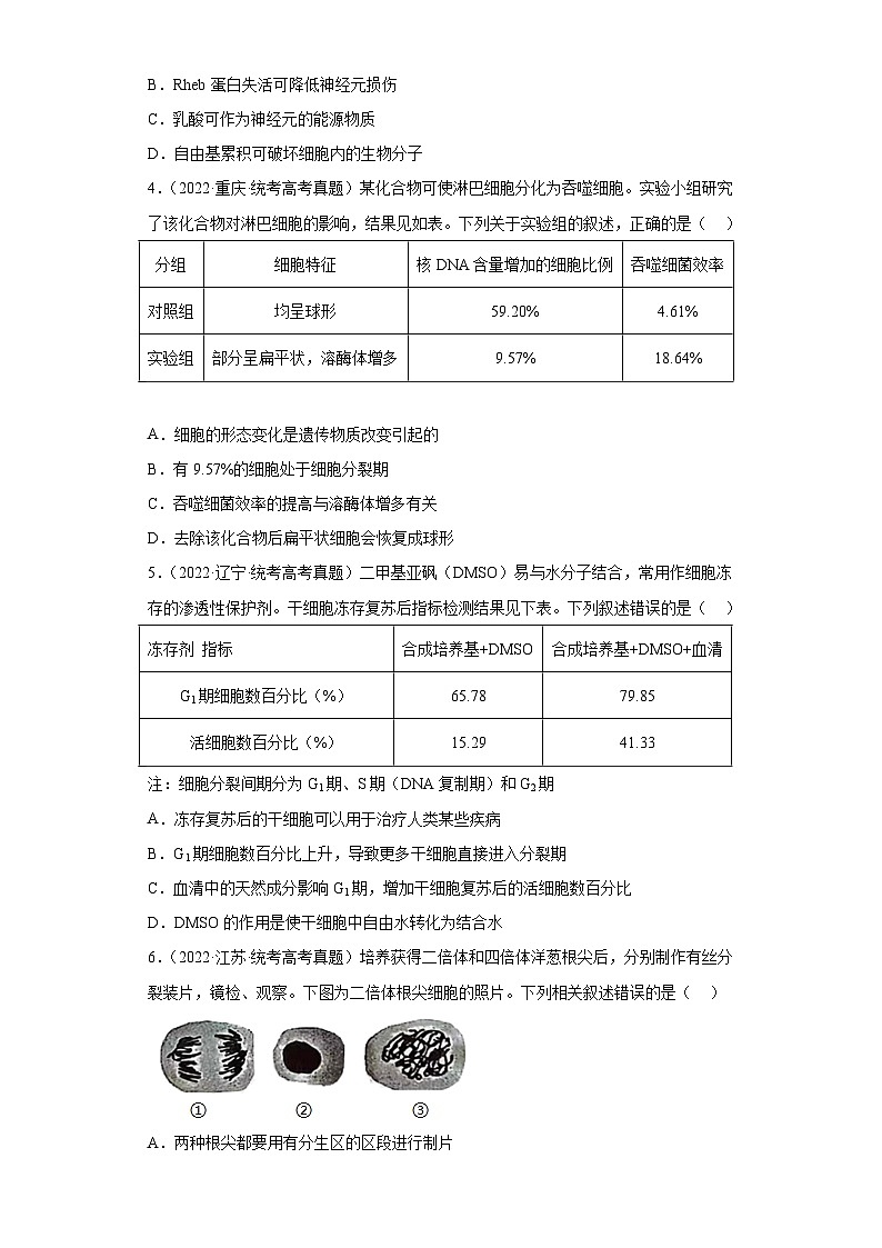 2019-2023年高考生物学分类汇编——专题4细胞的生命历程（原卷版）第2页