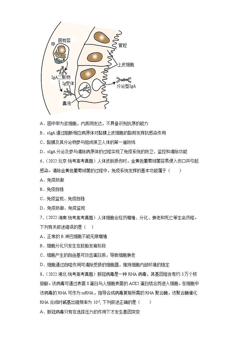 2019-2023年高考生物学分类汇编——专题14免疫调节（原卷版）第2页