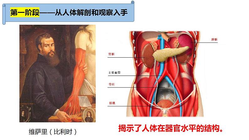 1.1细胞学说及其建立过程课件PPT04