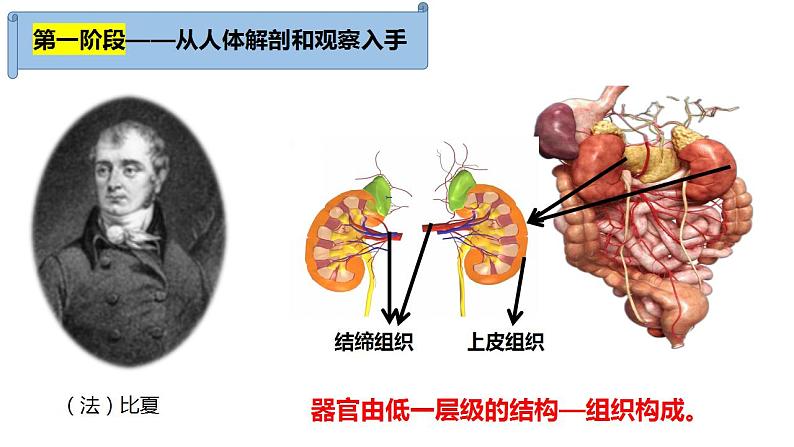 1.1细胞学说及其建立过程课件PPT05