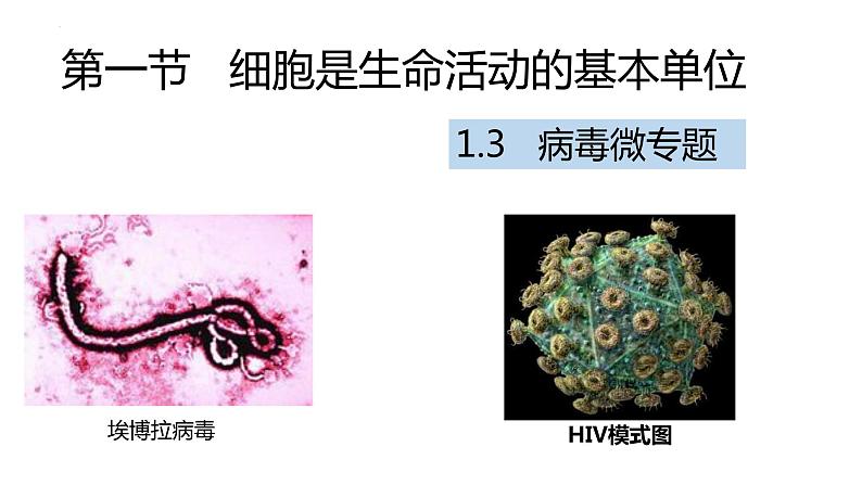 2019人教版  第1节 细胞是生命活动的基本单位——病毒专题拓展课件PPT第1页