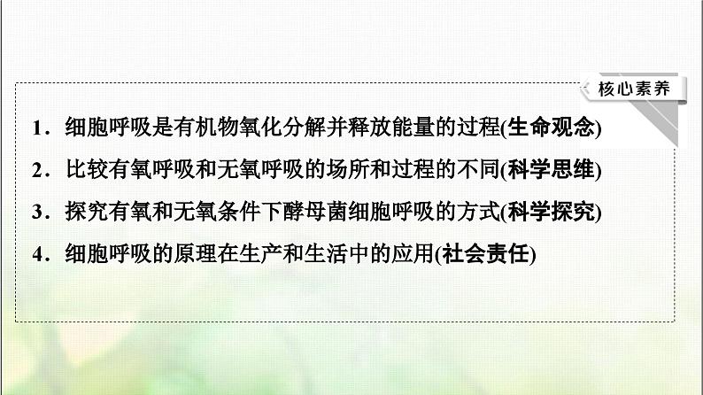 2024届人教版高考生物一轮复习细胞呼吸课件第3页