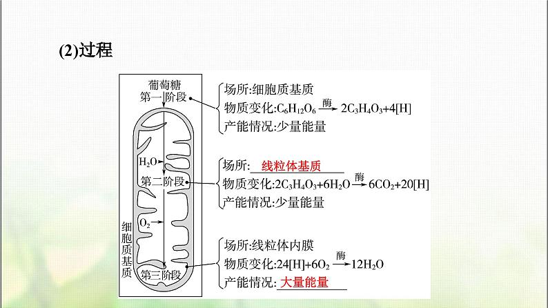 2024届人教版高考生物一轮复习细胞呼吸课件第7页
