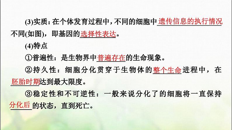 2024届人教版高考生物一轮复习细胞的分化、衰老、凋亡和癌变课件07