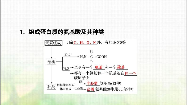 2024届人教版高考生物一轮复习生命活动的主要承担者—蛋白质课件第5页