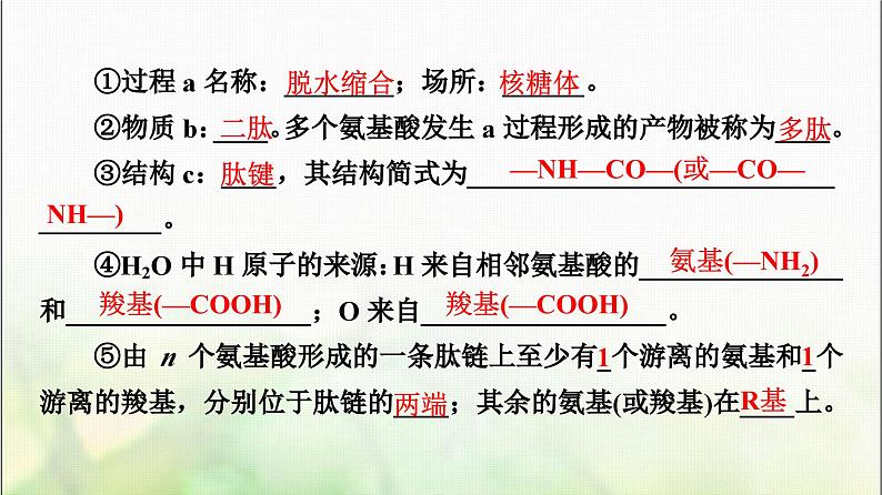 2024届人教版高考生物一轮复习生命活动的主要承担者—蛋白质课件第7页