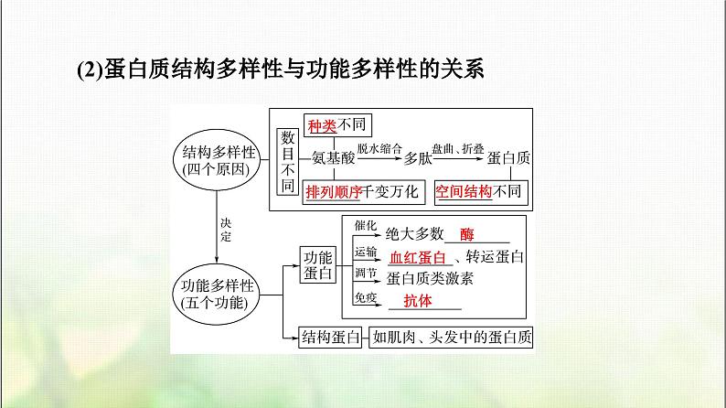 2024届人教版高考生物一轮复习生命活动的主要承担者—蛋白质课件第8页