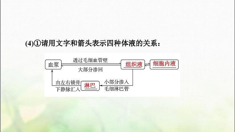 2024届人教版高考生物一轮复习人体的内环境与稳态课件第7页