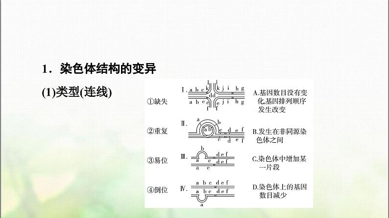 2024届人教版高考生物一轮复习染色体变异和生物育种课件第6页