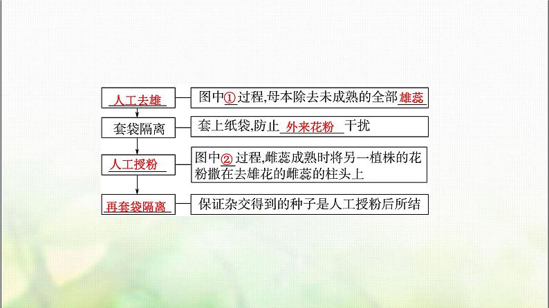 2024届人教版高考生物一轮复习孟德尔的豌豆杂交实验(一)课件08