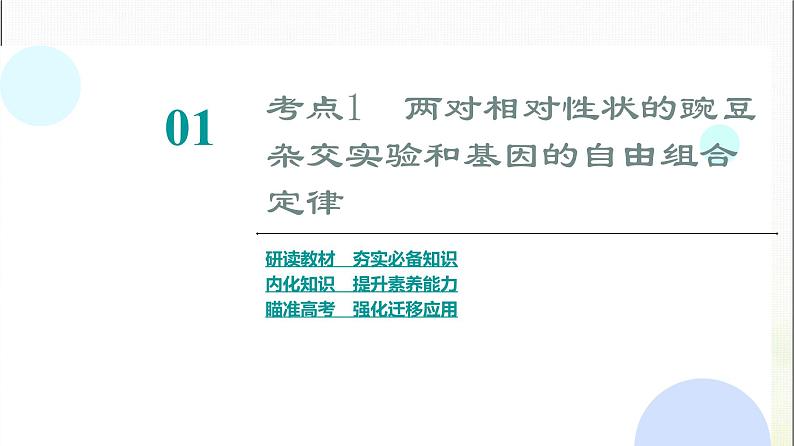 2024届人教版高考生物一轮复习孟德尔的豌豆杂交实验(二)课件第4页