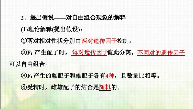 2024届人教版高考生物一轮复习孟德尔的豌豆杂交实验(二)课件第7页