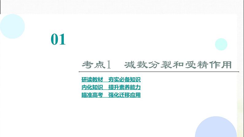 2024届人教版高考生物一轮复习减数分裂和受精作用课件第4页