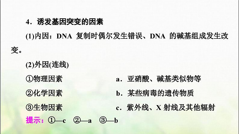 2024届人教版高考生物一轮复习基因突变和基因重组课件第8页