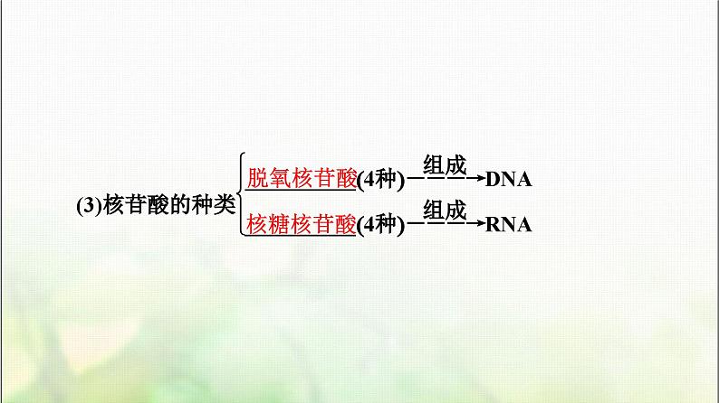 2024届人教版高考生物一轮复习核酸、糖类和脂质课件第6页