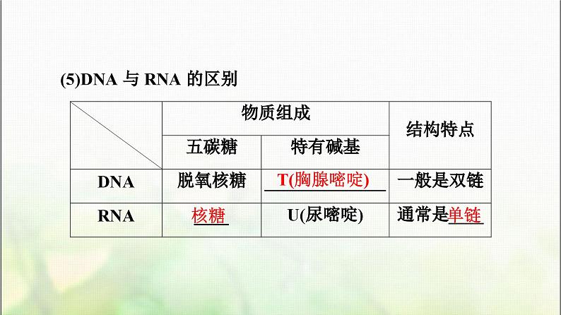 2024届人教版高考生物一轮复习基因的表达课件第8页