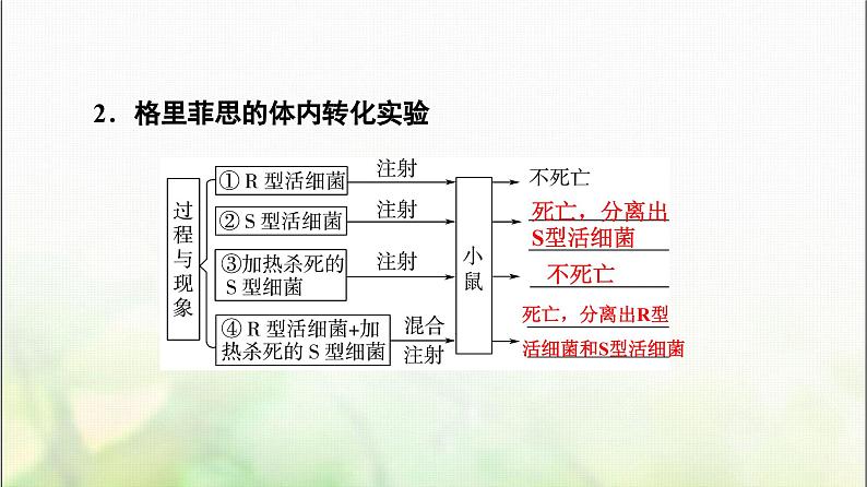 2024届人教版高考生物一轮复习DNA是主要的遗传物质课件06