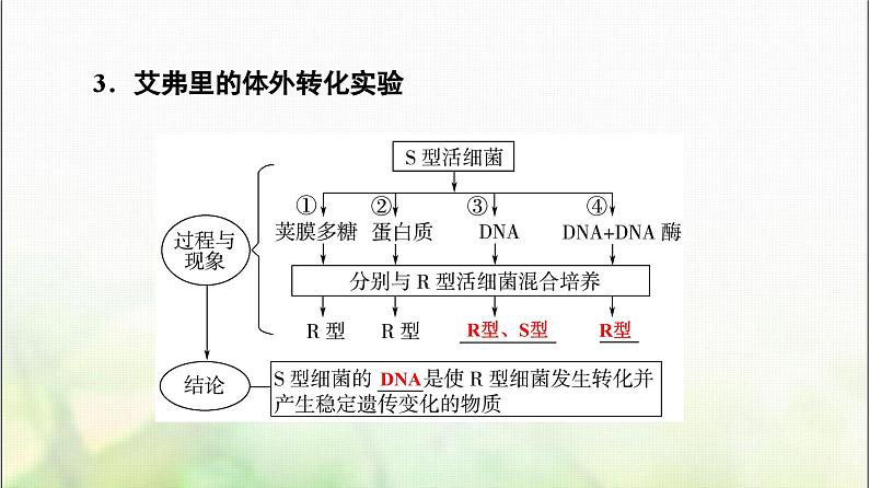 2024届人教版高考生物一轮复习DNA是主要的遗传物质课件08