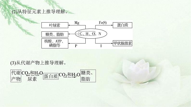 人教版2024届高考生物一轮复习微专题1以图解式概念模型理解有机物教学课件第3页