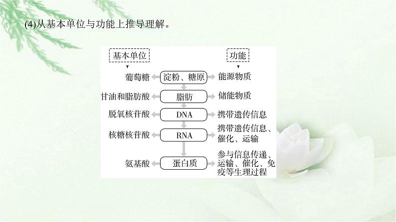 人教版2024届高考生物一轮复习微专题1以图解式概念模型理解有机物教学课件第4页