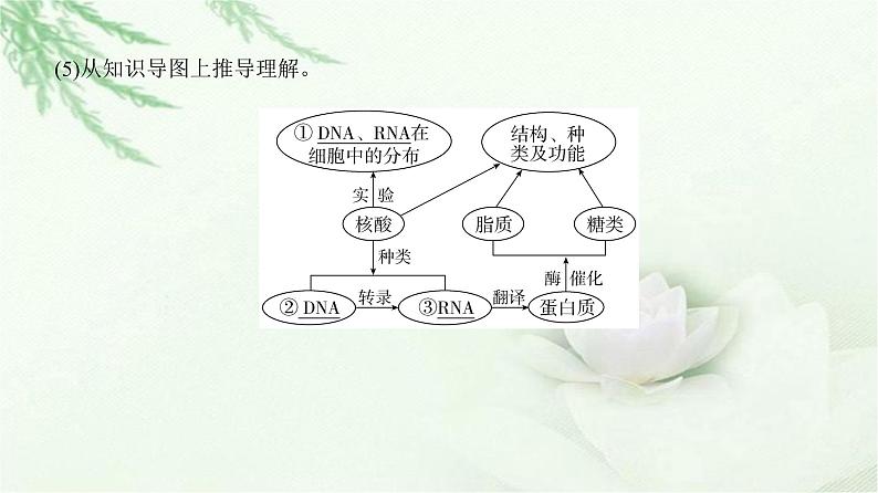 人教版2024届高考生物一轮复习微专题1以图解式概念模型理解有机物教学课件第5页