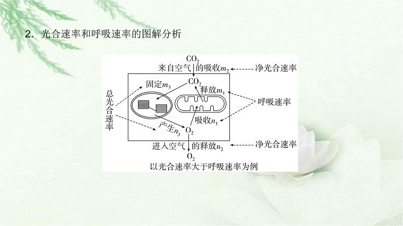 人教版2024届高考生物一轮复习微专题3光合速率和呼吸速率及测定方法教学课件04