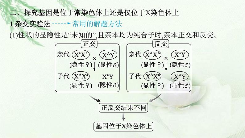 人教版2024届高考生物一轮复习微专题4基因位置的判定及遗传实验设计教学课件03