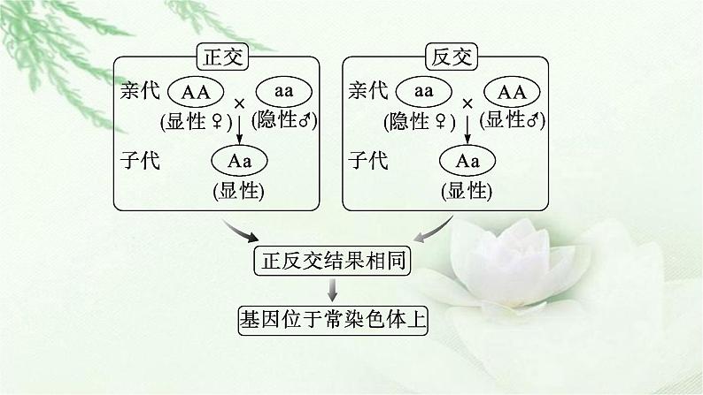 人教版2024届高考生物一轮复习微专题4基因位置的判定及遗传实验设计教学课件04