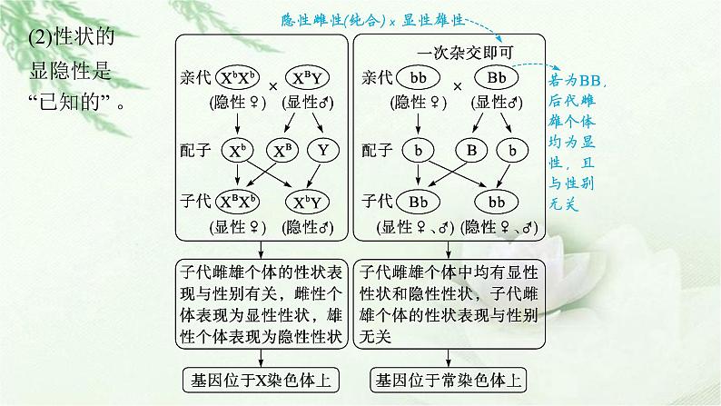 人教版2024届高考生物一轮复习微专题4基因位置的判定及遗传实验设计教学课件05