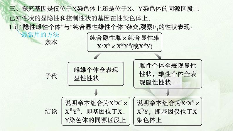 人教版2024届高考生物一轮复习微专题4基因位置的判定及遗传实验设计教学课件07