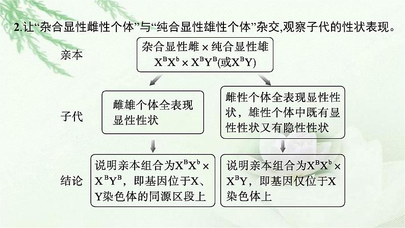 人教版2024届高考生物一轮复习微专题4基因位置的判定及遗传实验设计教学课件08