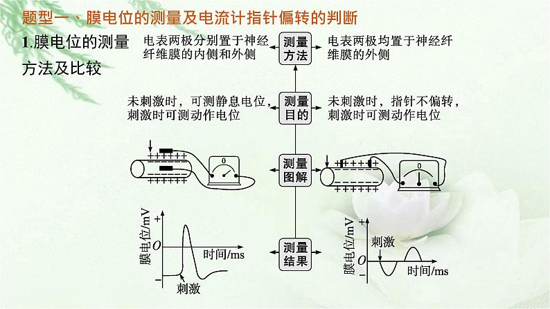 人教版2024届高考生物一轮复习微专题5兴奋传导与传递的相关实验探究教学课件02