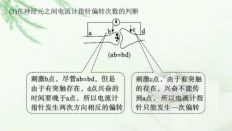 人教版2024届高考生物一轮复习微专题5兴奋传导与传递的相关实验探究教学课件06