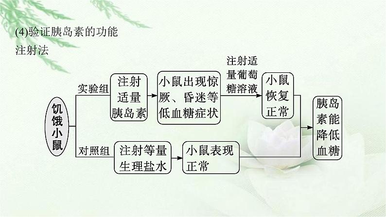 人教版2024届高考生物一轮复习微专题6动物激素功能的实验探究教学课件07