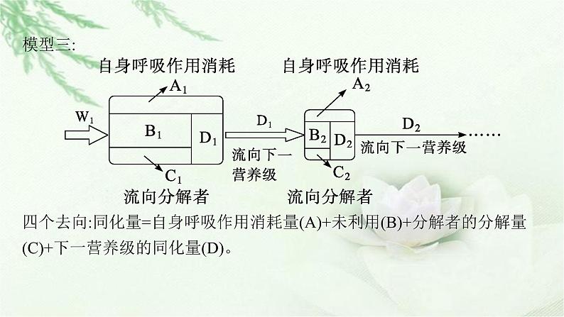 人教版2024届高考生物一轮复习微专题7能量流动分流模型解读及相关计算教学课件第4页