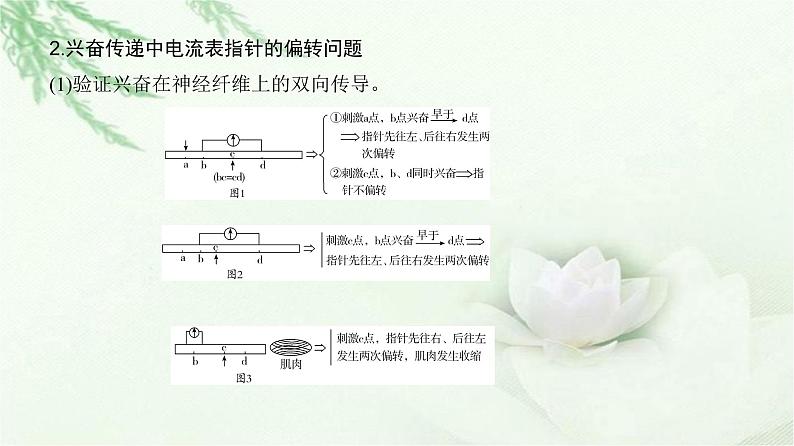 人教版2024届高考生物一轮复习微专题10神经调节中兴奋传导与传递的实验探究教学课件04