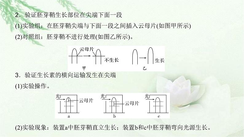 人教版2024届高考生物一轮复习微专题12植物激素相关实验的验证与探究教学课件第3页